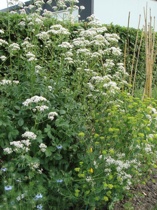 Valeriana officinalis